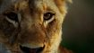 دانلود فیلم Malika the Lion Queen 2021 دانلود فیلم Malika the Lion Queen 2021